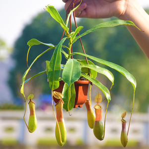 捕蝇草盆栽 猪笼草 span class=h>食 /span>虫 span class=h>植物 