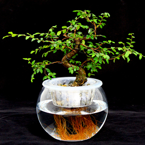 榆树盆景植物室内造型图片