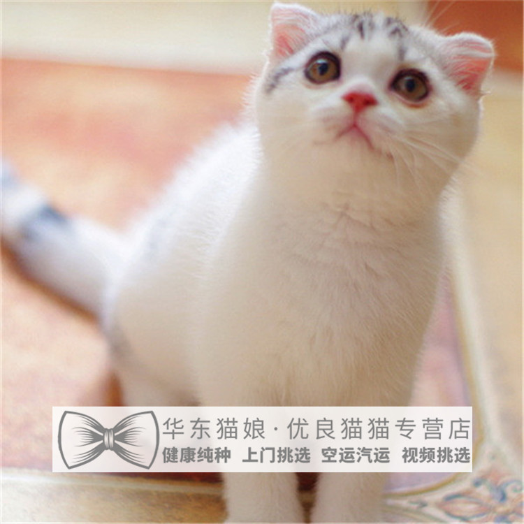 宠物猫咪活体苏格兰折耳猫幼猫纯白色英国短毛猫折耳幼猫幼崽