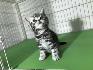 美国短毛猫美短标斑宠物 span class=h>小 /span> span class=h>猫咪 