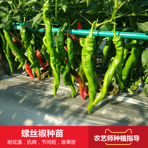 巨型陇椒种苗 大螺丝椒龙椒辣椒苗 农家基地四季种植高产 span class=