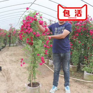 黄色木香花苗七里香盆栽爬藤植物浓香四季红色木香花蔷薇攀援花卉