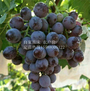 特早熟葡萄新品种早甜葡萄树苗巨大粒葡萄苗五月成熟 玫瑰香味