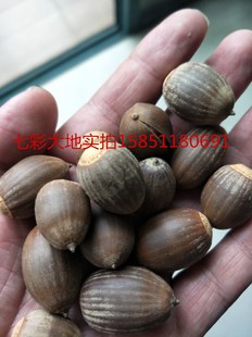 新采橡树种子 沼生红栎 栎树 柞树 娜塔栎 青冈栎 落叶乔木 包邮
