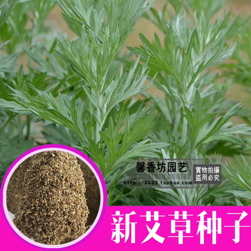 驱蚊草艾草种子艾蒿种子香草种子蒿子,蒿草,艾叶四季阳台 包邮