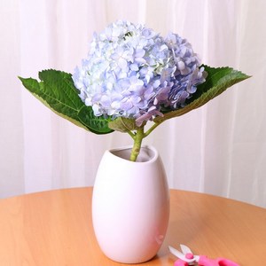 蓝色绣球花鲜花图片