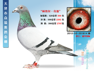 公棚成绩鸽詹森红狐种鸽信鸽赛鸽鸽子活体包邮宠物包活