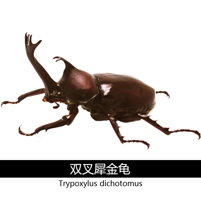 2018 热门 独角仙 幼虫 成虫 甲虫 宠物 活体 新手套餐 100天包活