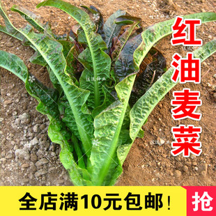 红香油麦菜种子 无斑红油麦菜蔬菜种子 莜麦菜生菜籽抗病10元包邮