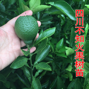 柑橘树苗四川价格