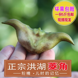菱角