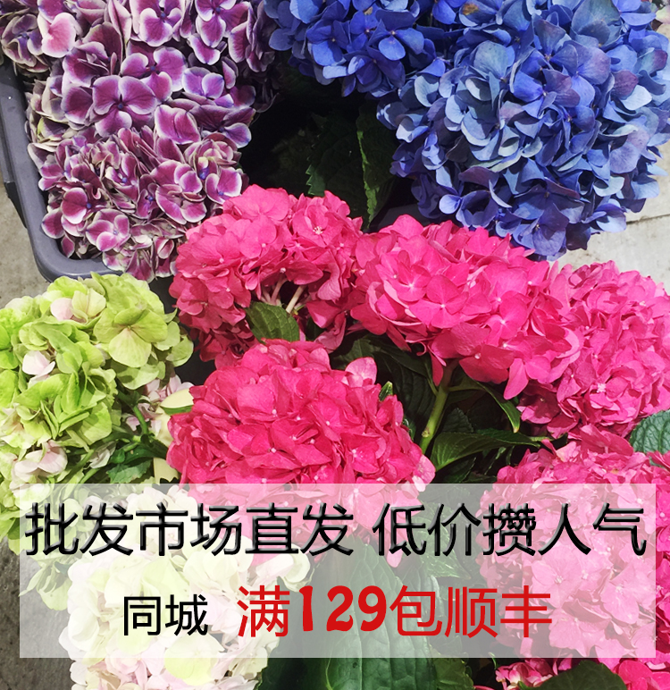 广州 鲜花批发|广州鲜花批发价格表|广州鲜花批发市场