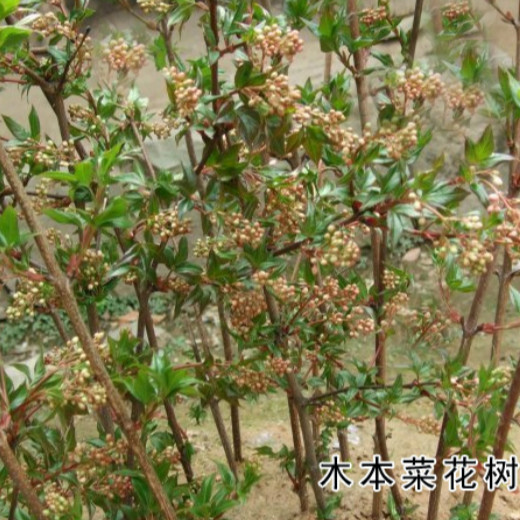 木本菜花树 木本茶叶树 食叶食花赏果 比香椿芽蕨菜 味道鲜美