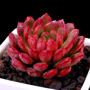 多肉 span class=h>植物 /span>包邮 红宝石 肉肉 span class=h>植物 