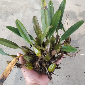 美花卷瓣兰 麦穗石豆兰 云南铁皮石斛苗石斛兰 豆王石橄榄 石仙桃