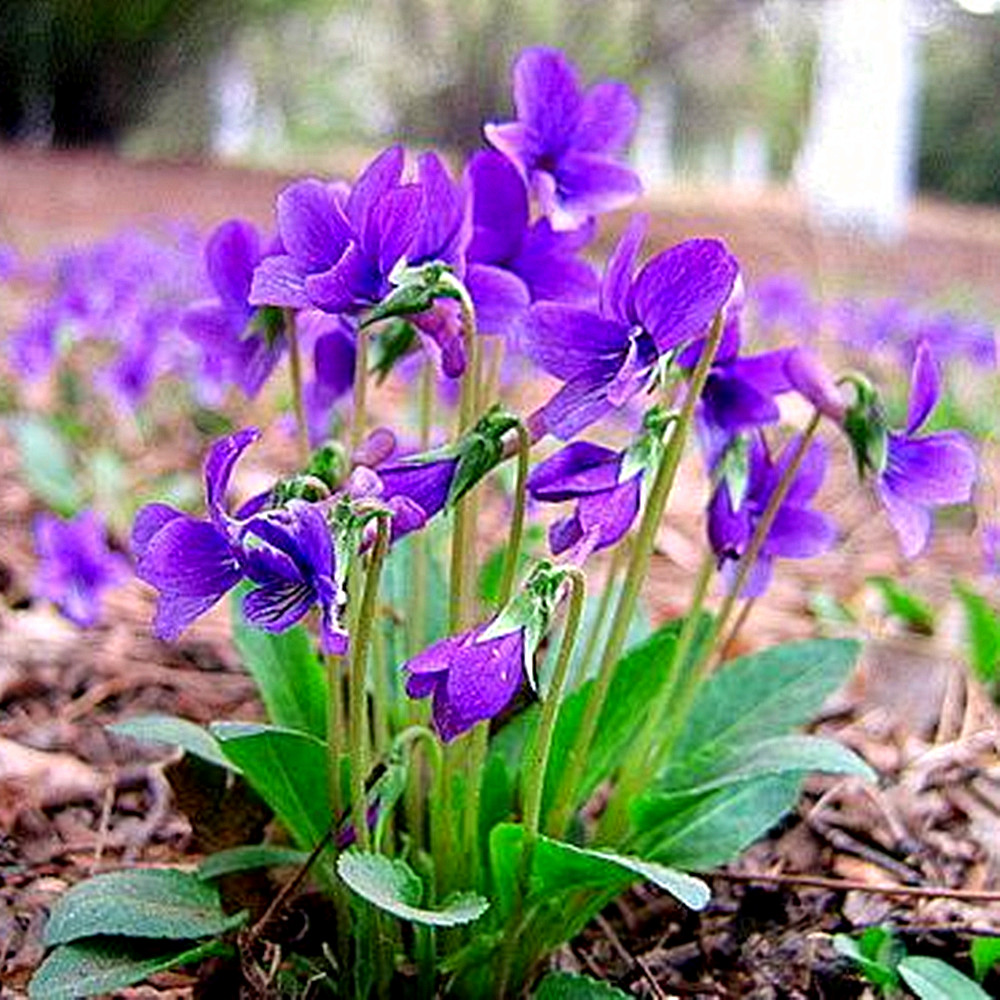 满10元包邮 紫花地丁中药材种子 新手易管理耐瘠薄 多年生花卉