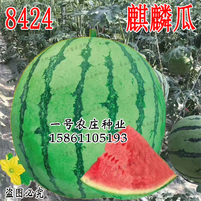 新疆8424西瓜种子种籽高产无籽麒麟甜王水果蔬菜小四季播特大巨型