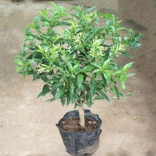 夜来香盆栽室内四季开花植物树苗夏季驱蚊香草净化空气包邮