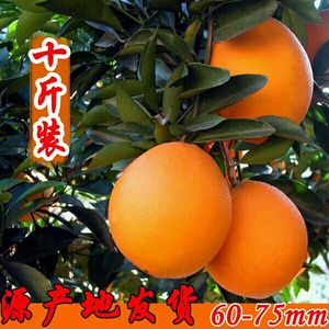 赣南脐橙纯天然新鲜原生态孕妇水果江西特产龙沟甜橙现摘包邮10斤江西特产