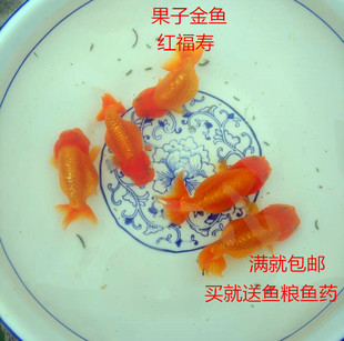 金鱼活体 精品红福寿 寿星头 观赏鱼 淡水鱼 招财鱼 渔场直销