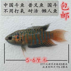 中国斗鱼活体包邮野生耐活的冷水观赏鱼淡水鱼小型普叉鳑鲏菩萨鱼