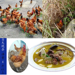 【公鸡】公鸡价格\/图片-湘福仁