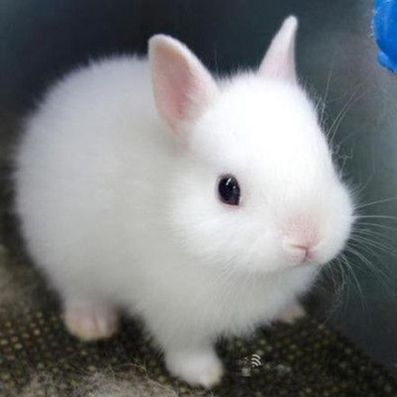 小兔子活体垂耳兔宠物兔迷你小型侏儒兔兔子活物海棠兔荷兰侏儒兔