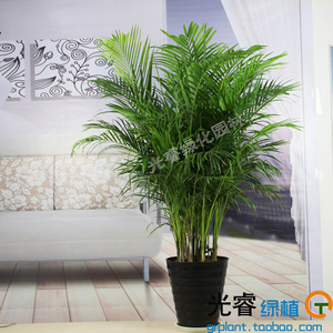 散尾葵凤尾竹大型植物图片