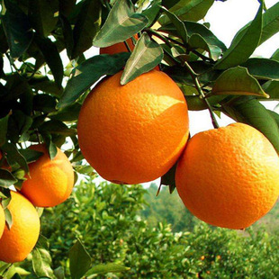 橙子五斤夏橙脐橙酸甜新鲜水果包邮皮薄汁多手剥橙非赣南脐橙