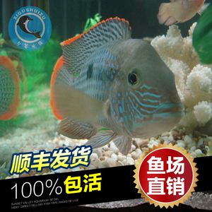 热带 span class=h>鱼/span>观赏 span class=h>鱼/span 起头蓝