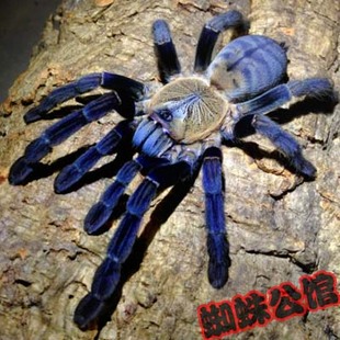 【库存2】大马种新加坡蓝蜘蛛7-8cm左右包母 仅2只预购从速