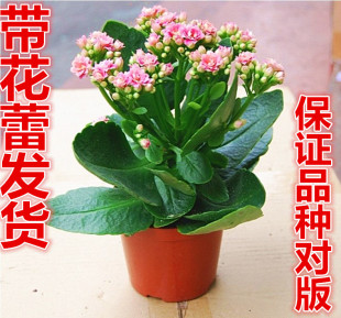 3折) 天猫 长寿花重瓣/桃粉茱蒂/长寿花苗/植物绿植花卉盆景盆栽满15