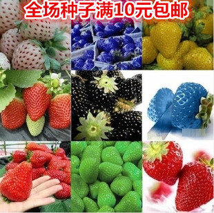 蔬果种子水果草莓种子红白黑蓝草莓家庭盆栽瓜果阳台蔬菜籽