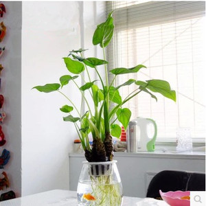 水养植物室内花卉滴水观音图片