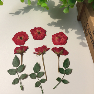 玫瑰花 玫瑰叶玫瑰花苞 押花手工diy滴胶干花手机壳 压花压花材料