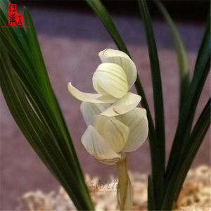 2苗起包邮 兰花莲瓣兰级品 素冠荷鼎