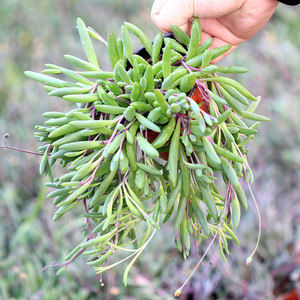 紫玄月吊兰 紫葡萄玉翠楼 span class=h>多肉 /span>植物 极易爆盆 除