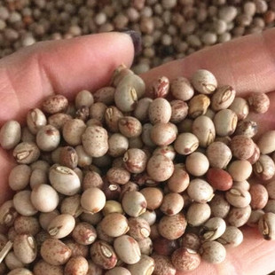 木豆种子又名鸽豆柳豆·豆蓉树豆树黄豆种子煮汤食用木豆种子