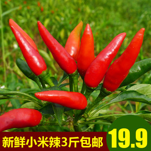 新店七星椒新鲜四川农家小米辣超辣朝天椒红辣椒魔鬼辣椒剁椒3斤