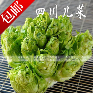 精品四川儿菜种子 早熟抱子芥娃娃菜胖儿菜秋季阳台四季蔬菜
