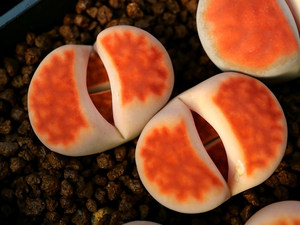 【石生花多肉植物价格】最新石生花多肉植物价