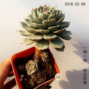 雪域老桩多肉植物绿植花卉富贵多肉王国肉肉老庄造型雪玉一物一拍