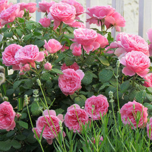 欧月 粉达  span class=h>粉色 /span> span class=h>达芬奇 /span>