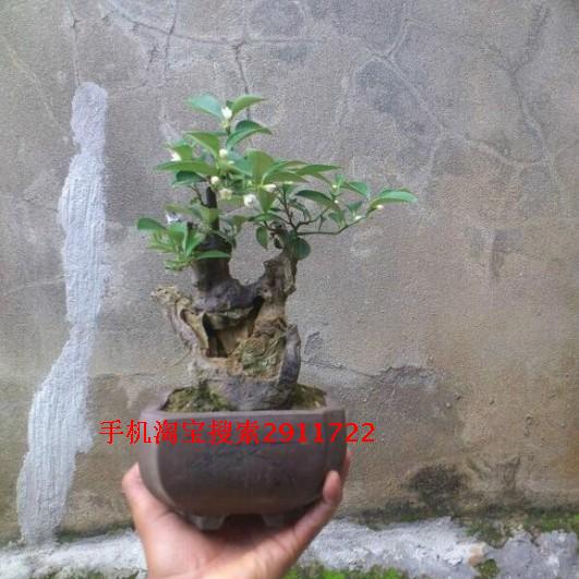 12月份下山的金豆下山金豆树桩盆景 下山桩野生熟桩盆景金豆