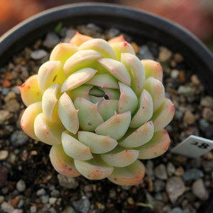 粉月影 多肉植物 单头小老桩 一物一拍 绿手指出品盆栽