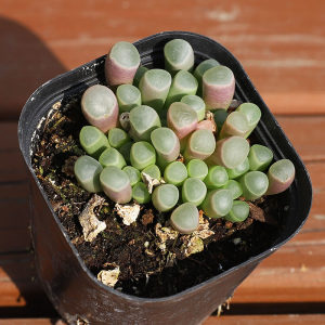 五十铃玉 多肉植物喜阴喜水多肉植物