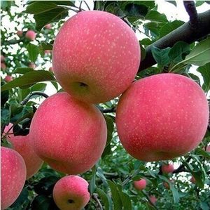 【苹果苗盆栽价格】最新苹果苗盆栽价格\/批发