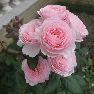 月季花苗大花浓香庭院杰夫汉密尔顿月季大花月季苗浓香型四季开花