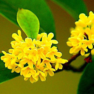八月桂花专场