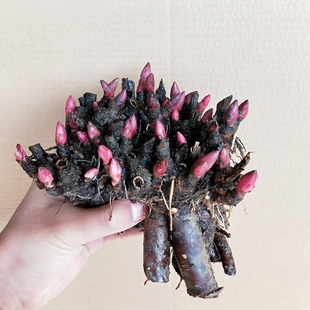 1折) 淘宝 芍药 多年生易活盆栽观赏花卉室内庭院阳台植物牡丹绿植